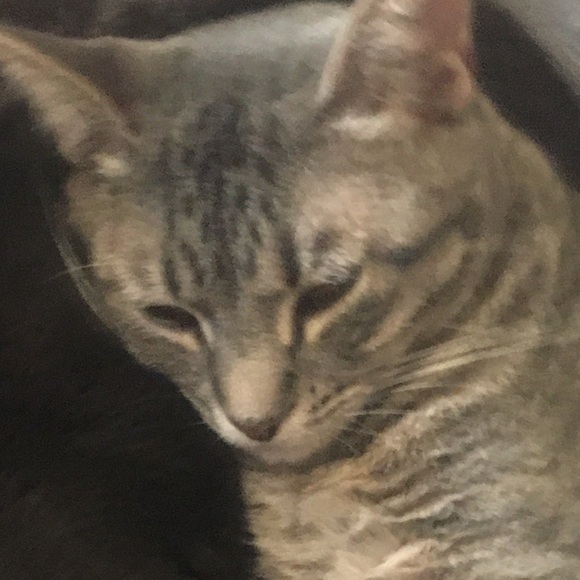 Meet your Posher, Loganne - Picture 1 of 1